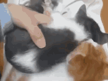 Napping Kitten Surprise GIF - Kitty Cat Kitten GIFs
