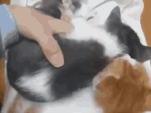 a person is petting a black and white cat .