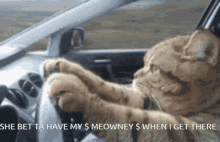 Cat Driving Car GIF - Cat Driving Car GIFs