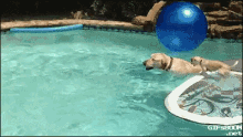 Ingenious Dog GIF - Dog Animal Pool GIFs