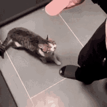 Cat Ham GIF - Cat Ham GIFs