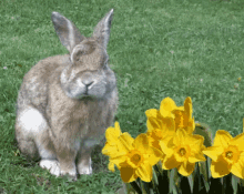 Bunny Rabbit GIF - Bunny Rabbit GIFs