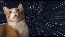 Teddy Crumpets Cat GIF - Teddy Crumpets Cat Shocked GIFs