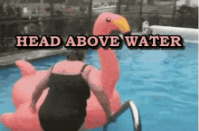 head above water flamingo meme fail
