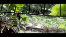 a picture of a park with the words coyotestyle.ro written on the bottom