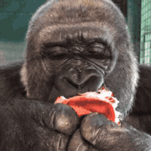 Gorilla Eating GIF - Gorilla Eating GIFs