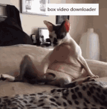Cat Chill GIF - Cat Chill Relax GIFs