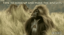 Gorilla Funny Animals GIF - Gorilla Funny Animals Wake Up GIFs