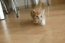 Kitty GIF - Cat Kitten Sneaky GIFs