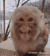 a close up of a monkey 's face with hailuo ai written on the bottom