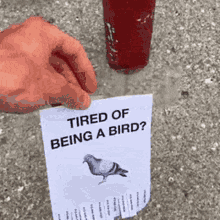 Pigeon Tired GIF