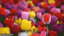 チューリップ 花　春　綺麗　自然 GIF - Tulip GIFs