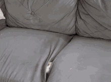 Cat Hiding GIF - Cat Hiding Couch GIFs