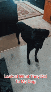 Dog Meme Dog Missing A Leg GIF - Dog Meme Dog Missing A Leg Dog GIFs