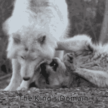 Wolf Wolf Pack GIF - Wolf Wolf Pack Couple GIFs