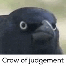 Judgement Crow GIF - Judgement Crow GIFs