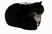 Mog104 GIF - Mog104 GIFs