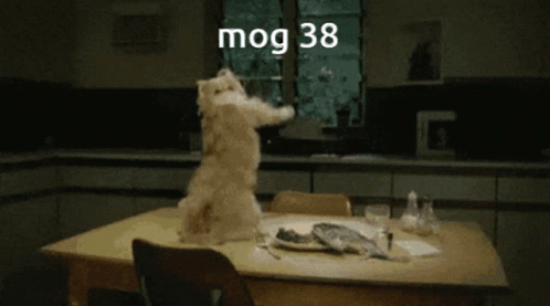 Mog38 Cat Gif GIF - Mog38 Mog 38 GIFs