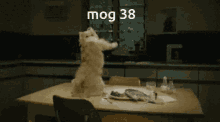 Mog38 Cat Gif GIF - Mog38 Mog 38 GIFs