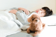 a person is sleeping on a bed with a small brown dog next to them