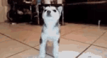 Huskie Dog GIF - Huskie Dog Run GIFs