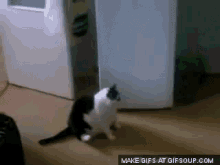 Itchy GIF - Itchy Cat GIFs