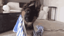 German Sheperd Dog GIF - German Sheperd Dog Twist Head GIFs