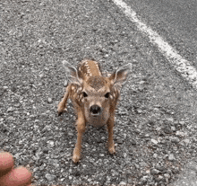Baby Deer Fawn GIF - Baby Deer Fawn Massqrted GIFs