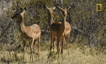 Scared Impalas National Geographic GIF