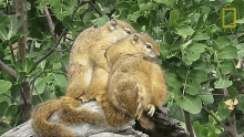 Hugging Squirrels Seek Warmth In Winter By Snuggling GIF