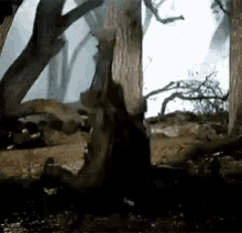 a squirrel is sitting on a tree trunk in a forest .