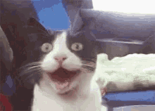 Cats Excited GIF - Cats Excited Omg GIFs