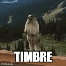 a ground squirrel standing on its hind legs with the word timbre below it