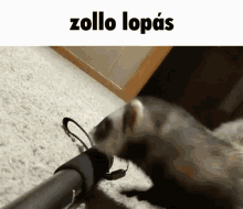 Zollo Lopás GIF - Zollo Lopás Ferret GIFs