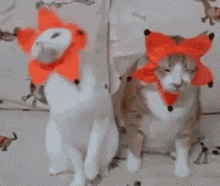 Happy Cat GIF - Happy Cat Cats GIFs