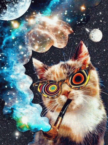 tripping cat