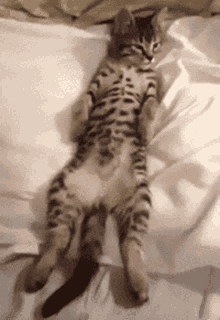 Cute Cat GIF - Cute Cat Sleep GIFs