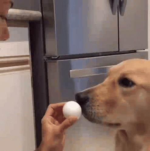 can golden retrievers eat boiled eggs