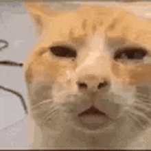 a close up of a cat 's face with its eyes closed and mouth open .