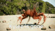 Crab Crab Rave GIF - Crab Crab Rave Kylee GIFs
