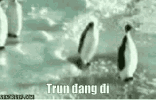 Trunterror Penguin GIF - Trunterror Penguin GIFs