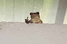 Frog Fuck Yoy GIF - Frog Fuck Yoy GIFs