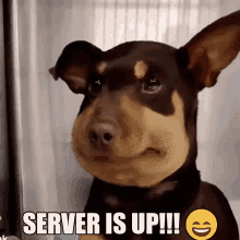 Server Server Is Up GIF - Server Server Is Up Crusader Kings GIFs