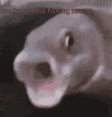 Screaming Fish GIF