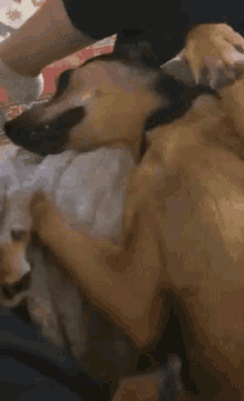 Astonished Dog GIF - Astonished Dog Pet GIFs