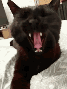 Cat Love Cant Wait GIF - Cat Love Cant Wait Tired Af GIFs