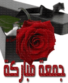 gom3a mobarka flower rose