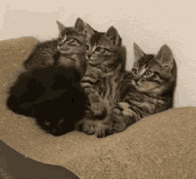 Cats Independent GIF