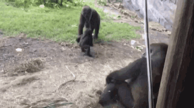 gorillas fighting other animals