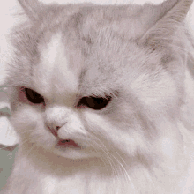 Angry Kitten GIFs